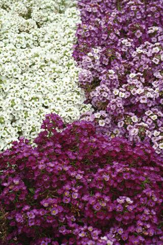 sweet alyssum